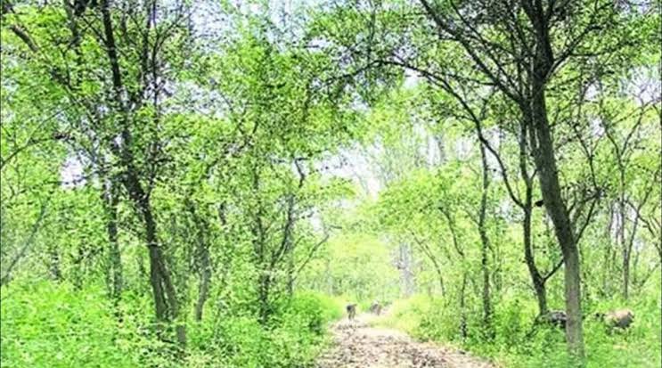 Mohali Run for Forest – Run...
